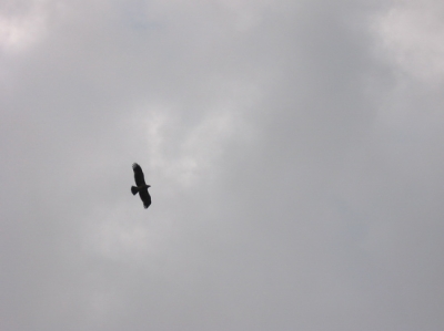 falco nel Golan