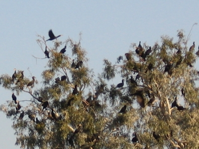 cormorani sul mare di Galilea
