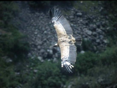 avvoltoio nel Golan