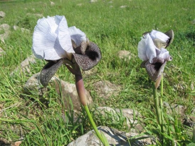 iris del Golan